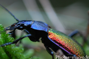 Carabus hispanus